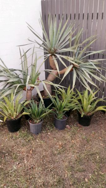 Americana agaves for sale -cheap!