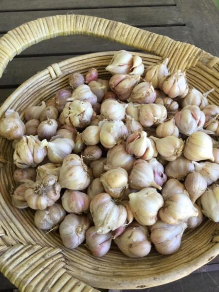 Organic Garlic Seed -Italian Pink Bulbs for Planting- 1kg