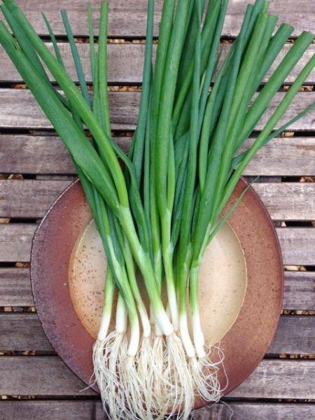 Organic Small Garlic Seed Cloves - Grow Garlic Scallions - 1kg