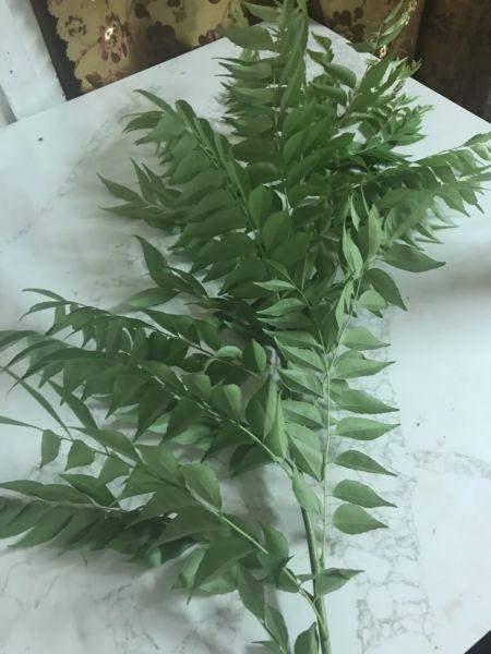 Organic curry leaves