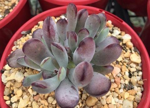 Cotyledon Orbiculata Oophylla