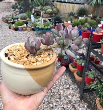 Cotyledon orbiculata 'Oophylla' ... Unique shape in ceramic pot