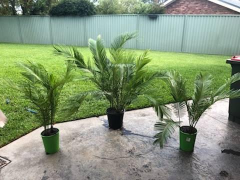9 x small cycads (pups removed from a large cycad in our garden)