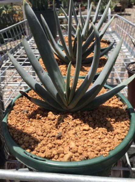 Fan Aloe in 170mm pot