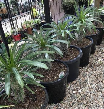 Pachypodium lamerei , Madagascar Palm in 300mm pot