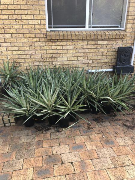 25 yucca plants for $100 the lot