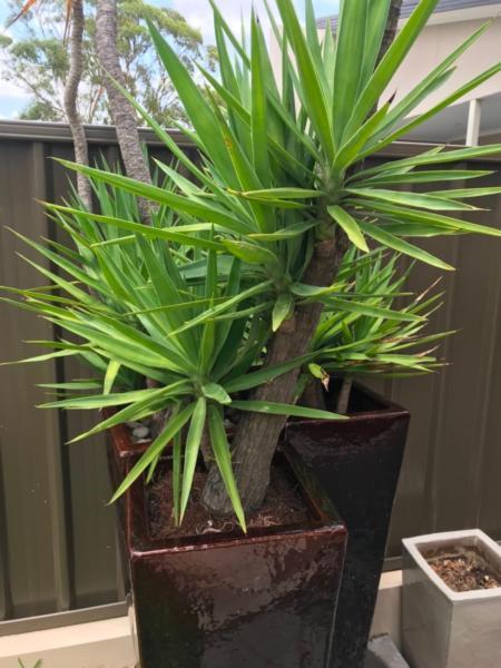 Yacca Plants in Terracotta Pots