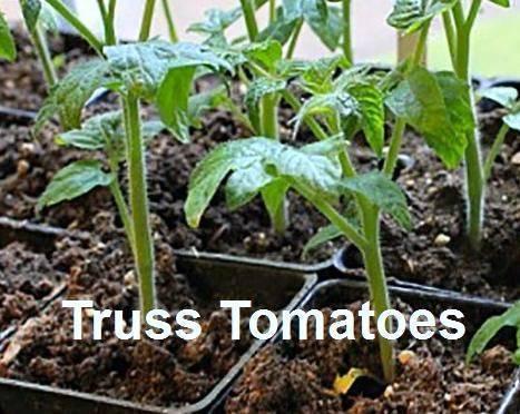 Vegetable plants - Truss Tomato - Ginger - and more others