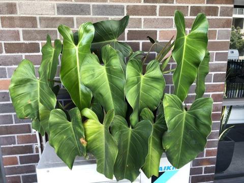 Large Leafed Lily Plant