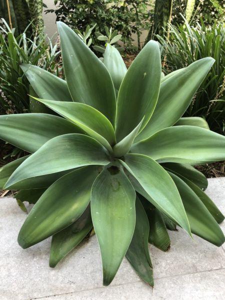 Agaves for Sale