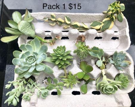 Succulent cuttings for sale