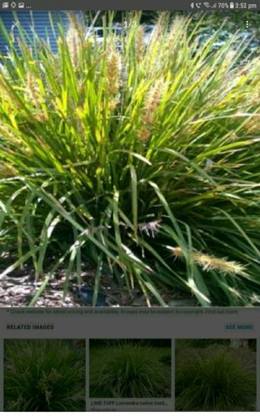 Lomandra Longifolia (matgrass)