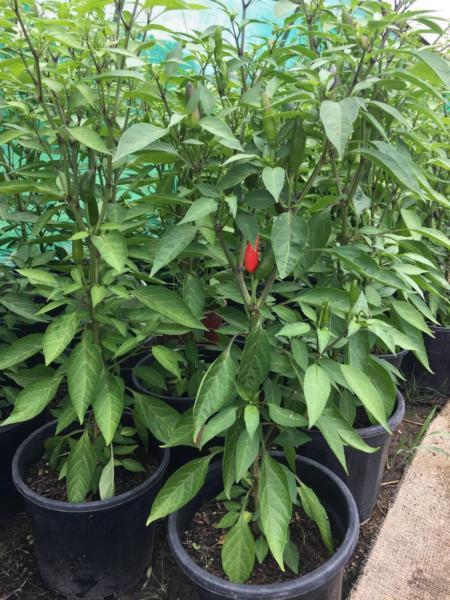 Chilli Plants for sale - Various varieties