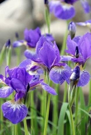 Purple water irises