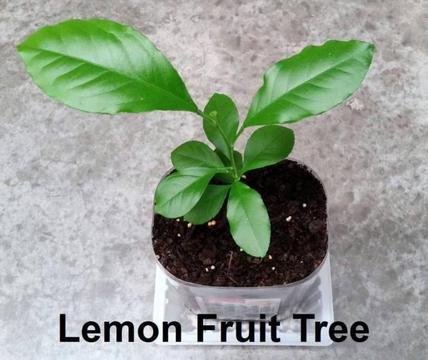 Lemon Fruit Trees - Big oz lemon fruits - More others
