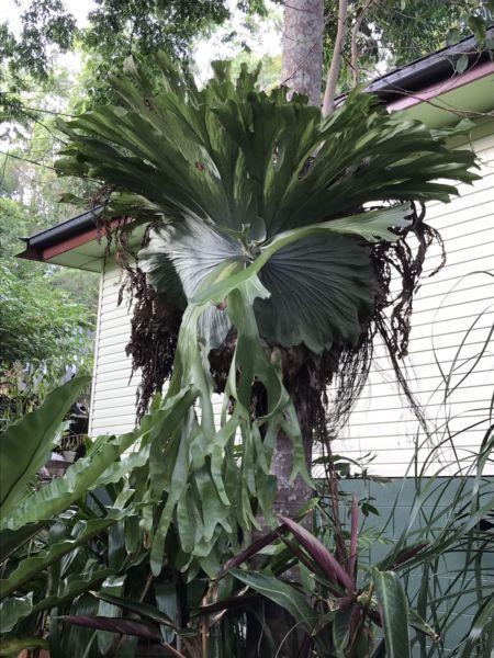 Very large staghorn fern $120