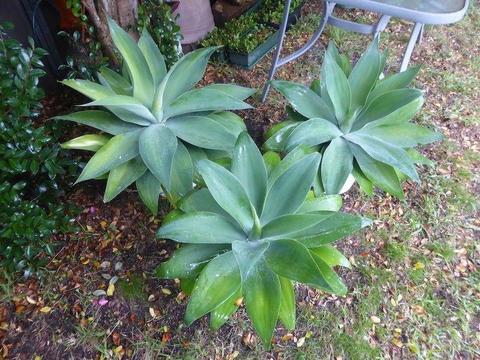 Large Agave Plants!!