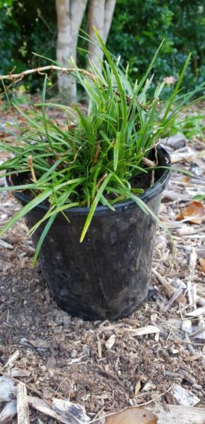 Pots of Mondo Grass