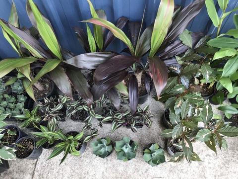 Various plants, lots of varieties (10 photos) from $3-$7 each
