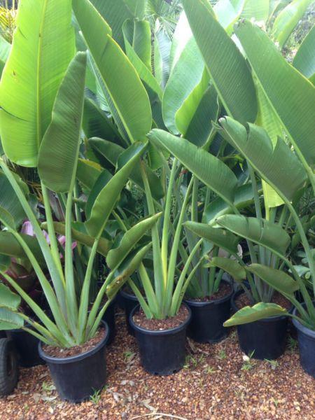 Ravenala madagascariensis traveler's Palm 350mm Pots
