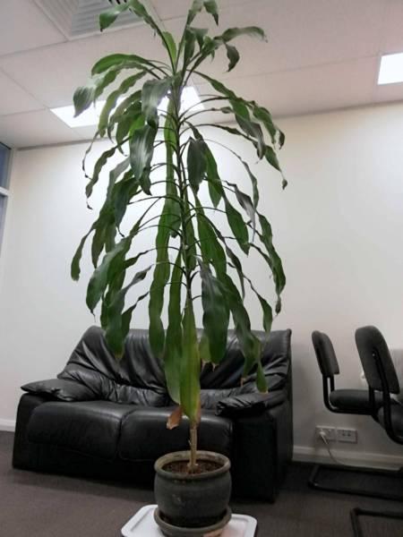 Very rare Dracaena plant