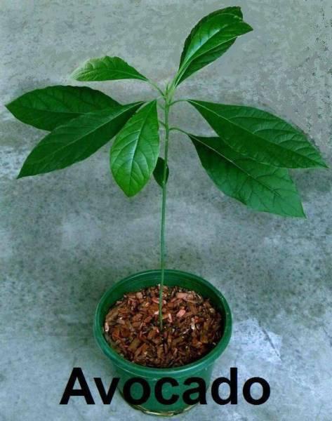 Avocado Fruit Trees - More other fruit trees and plants