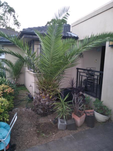 Palm trees x 2. (BIG $120.00) (smaller $ 80.00)