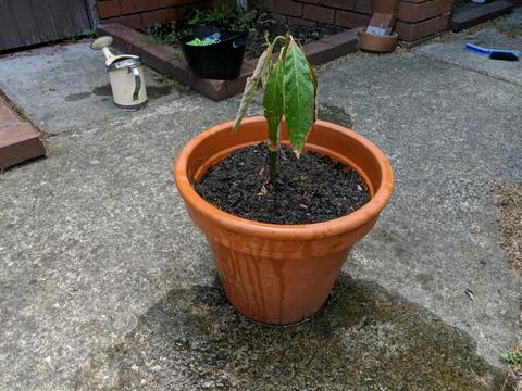 Terracotta pot with avocado plant