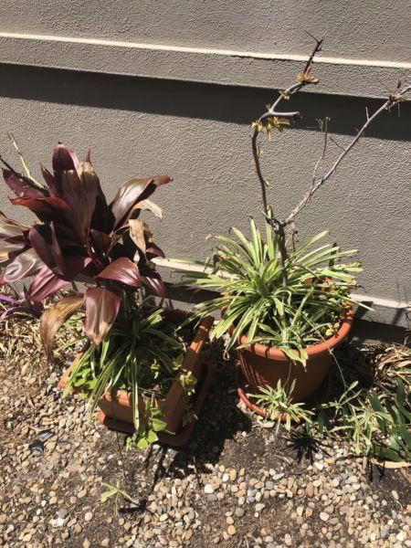 Free pot plants