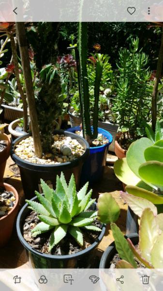 Succulents and more succulents