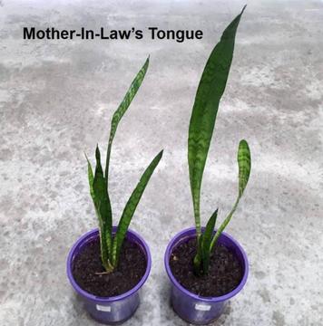 Mother-In-Law's Tongue or Snake Plant and more other plants