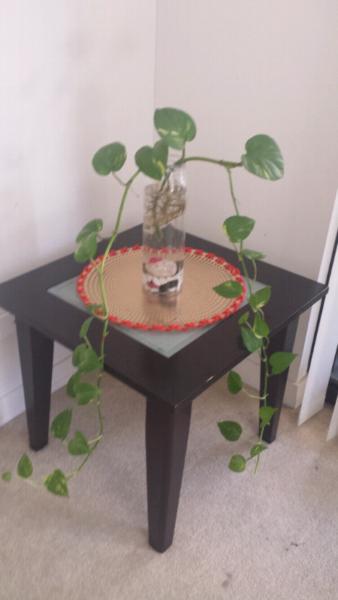 Money plant with ikea jar