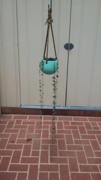 Chain of Hearts hanging pot established flowering plant