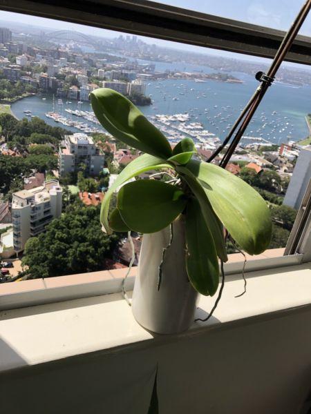 Amazing 7 years old orchid