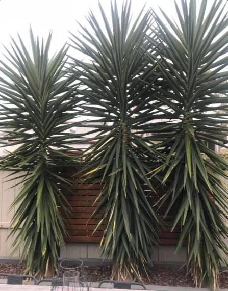 3 x 6 ft Yuccas, Great Deal