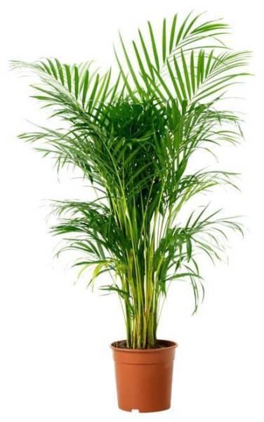 8x Palm plants