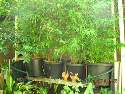 Large Pots Of Bamboo