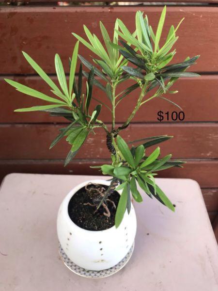 Bonsai for sale
