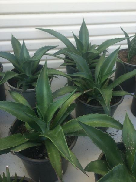 Agave ferox Plant