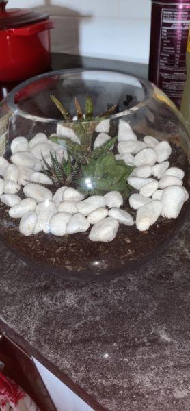 Succulents in terrarium bowl