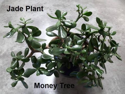 Jade Plant - Money Tree - Crassula Ovata - Plus more …