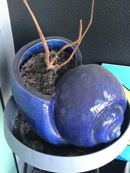 Blue shell pots x2