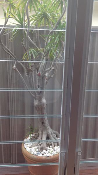 Large tree-like mature plant in Terracotta pot plant