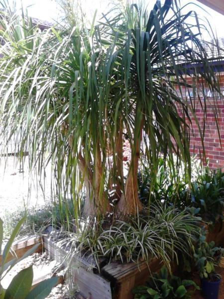 PONYTAIL Palm Ornamental Plant/ Tree (mature, fully grown)