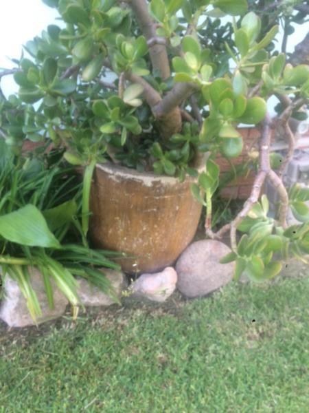 Jade plant and pot