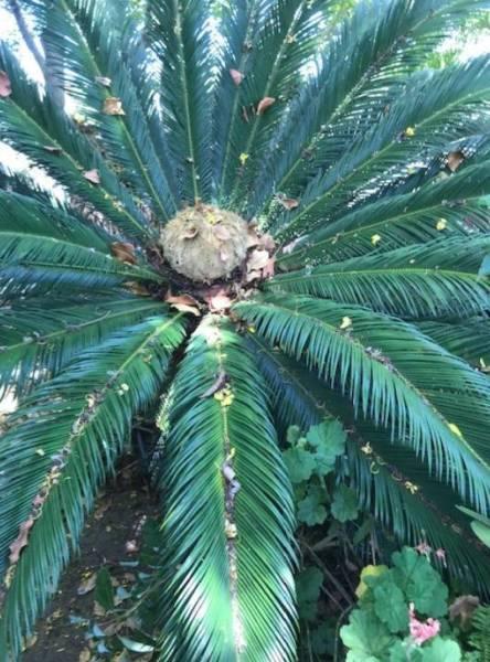 Cycad - 2m high in pot, large trunk