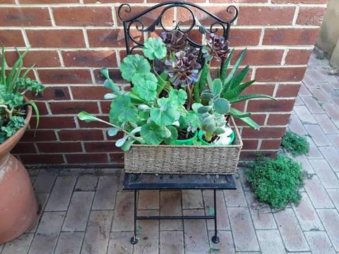 Basket of succulents and chair