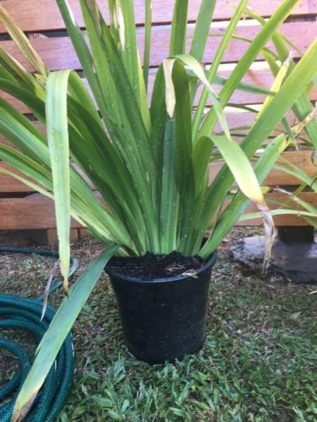 Walking Iris potted plants. Various sizes. Very Cheap!!