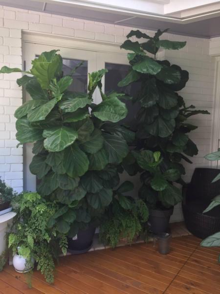 Two beautiful large fiddle-leaf figs