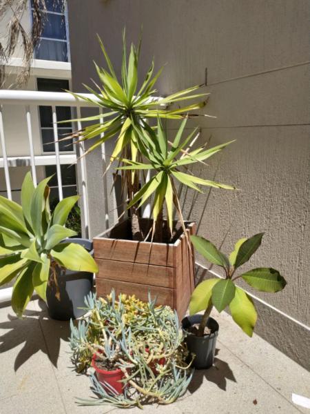 Garden plants and pots cheap